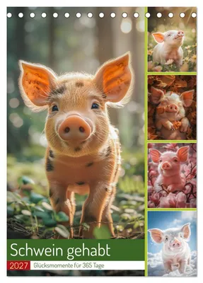 Produktbild von Schwein gehabt (Tischkalender 2027 DIN A5 hoch), CALVENDO Monatskalender