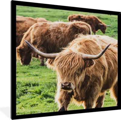 Produktbild von MuchoWow® Gerahmtes Poster Schottische Highlander - Kühe - Tiere 40x40 cm - Poster mit Schwarzem Bilderrahmen Wandposter Rahmen Foto Bilder - Mit Rahmen - Wanddekoration Schlafzimmer