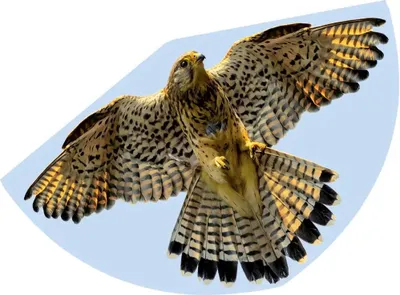 Obrázek produktu pro Paul Günther Monofilo Aquilone statico FALKE Larghezza estensione 920 mm Intensita del vento 3