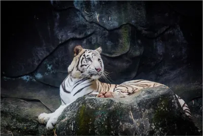 Produktbild von Wallario Poster - Weißer Tiger auf einem Felsen, Kunstdruck Größe: 61 x 91,50 cm