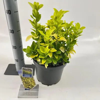 Immagine prodotto di Euonymus jap. El-Dorado - Arbusto a forma di fuso | 35-40 cm in vaso