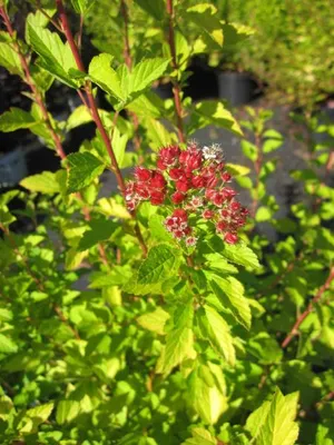 Produktbild von Physocarpus opulifolius Raspberry Lemonade - Fasanenspiere Himbeerlimonade - 40-60cm