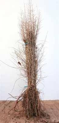 Produktbild von Schlehdorn 60-100 cm, wurzelnackt - Prunus spinosa