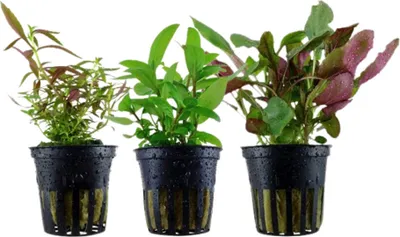 Produktbild von Pflanzen Set mit 3 Mittelgrund Topf Aquarium Wasserpflanzen AquaOne Nr.125