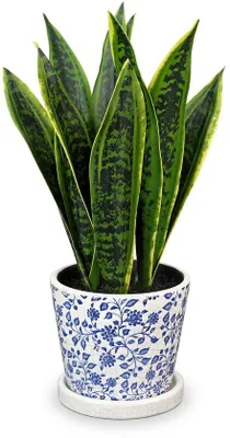 Immagine prodotto di Pianta da appartamento Sansevieria artificiale, vaso in Vetroceramica bianco, 40 cm, verde e blu