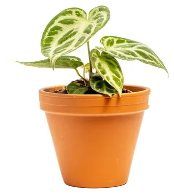 Obrázek produktu pro Gardners Anthurium Silver Blush, průměr 12 cm