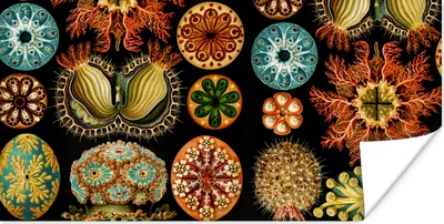 Produktbild von MuchoWow® Poster Vintage - Ernst Haeckel - Meerestier - Natur - Meer - Kunst 40x20 cm - Poster für die Wand - Poster Schlafzimmer