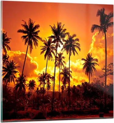 Produktbild von Bilder auf glas - Palmen Bäume Sonne - 60x60cm - Glasbilder - Wandbilder - Kunstdruck - zum Aufhängen bereit - Wanddekoration aus Glas - Glas Bilder - Wandbild auf Glas - Einteilig - GAC60x60-0187