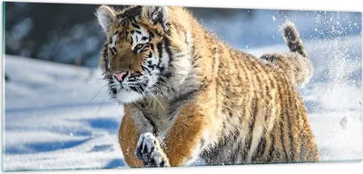 Produktbild von Bilder auf glas - tiger tier - 100x40cm - Glasbilder - Wandbilder - Bilder - Kunstdruck - zum Aufhängen bereit - Wanddekoration aus Glas - Glas Bilder - Wandbild auf Glas - Einteilig - GAB100x40-3928
