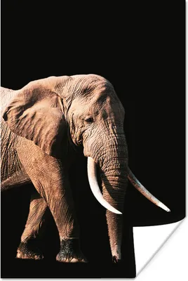 Produktbild von MuchoWow® Poster Elefant - Schwarz - Grau 60x90 cm - Wanddekoration