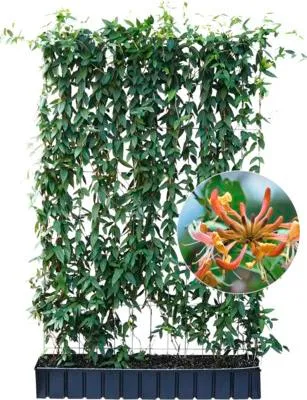 Produktbild von Sichtschutzhecke Lonicera henryi - Immergrünes Geißblatt H180 x B120 cm Hecke am laufenden Meter®