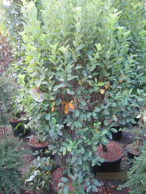 Produktbild von Amelanchier lamarckii Rainbow Pillar - Felsenbirne - 80-100cm
