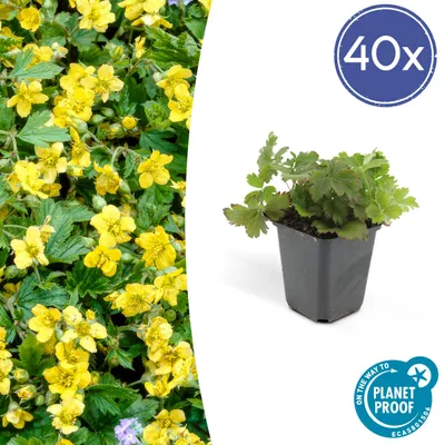 Produktbild von Waldsteinia ternata | 6 Stücke - 10-25cm - Ø9cm - Gartenpflanze