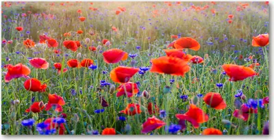 Produktbild von Tulup Glas-Bild -140x70- Wandkunst Dekorative Wand für Küche & Wohnzimmer - Blumen & Pflanzen - Wildblumen - Rot