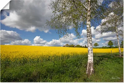 Produktbild von ARTland Poster Rapsfeld Größe: 120x80 cm