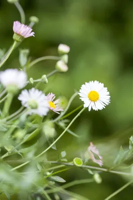 Produktbild von Erigeron karvinskianus 'Blütenmeer', Spanisches Gänseblümchen, ca. 9x9 cm Topf