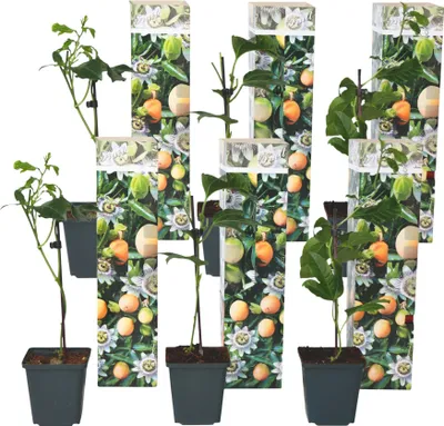 Image de Passiflore - Set de 6 - Passiflora edulis 'Frederick' - Hauteur 25-40cm - ⌀9cm