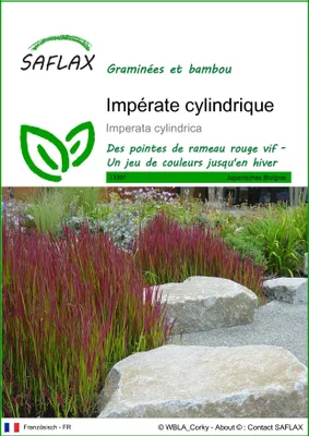Image de SAFLAX  - Impérate cylindrique - 50 graines - Imperata