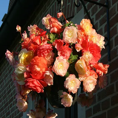 Produktbild von Begonie Knolle Blumen Blüten Zweifarbig Aromantics Hanging And Upright 1 St.