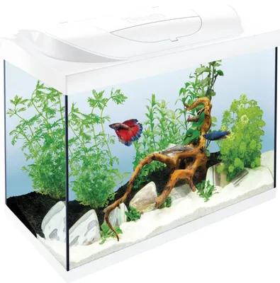 Produktbild von Tetra Aquarium Starter Line LED 80 L weiß