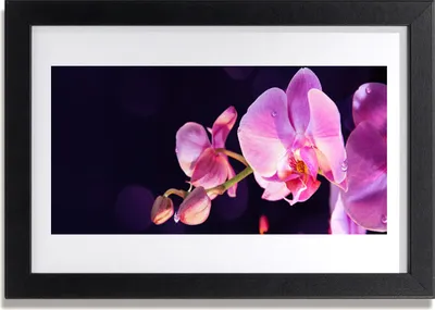 Produktbild von Bild 30x20 MDF-Rahmen Wandkunst Blumen Pflanzen