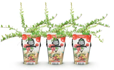 Image de Green boutiQ - Plantes fruitières - Myrtille - Vaccinium macrophylla Early Black - Résistante au froid - 3 plants - Pot de 9 cm - Baies rouge foncé