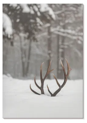 Produktbild von POSTER - 59x84 cm (A1) - TrueArt - Winterlandschaft mit Geweihen im Schnee - Wandbild für Wohnzimmer Schlafzimmer & Flur, Modernes Poster Wanddeko, Ungerahmt