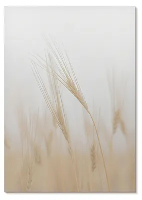 Produktbild von POSTER - 42x59 cm (A2) - Punkt Widzenia - Minimalistische Eleganz von Getreideähren -  Wandbild für Wohnzimmer Schlafzimmer & Flur, Modernes Poster Wanddeko, Ungerahmt