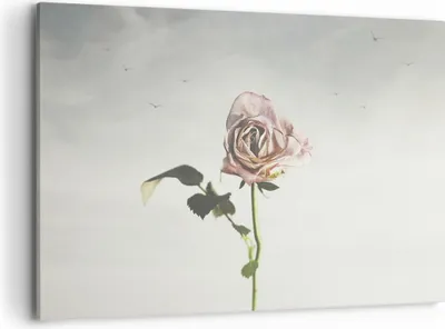 Produktbild von Bild auf Leinwand - Leinwandbild - Einteilig - Rose Vögel Himmel - 120x80cm - Wand Bild - Wanddeko - Wandbilder - Leinwanddruck - Bilder - Wanddekoration - Leinwand bilder - Wandbild - AA120x80-4509