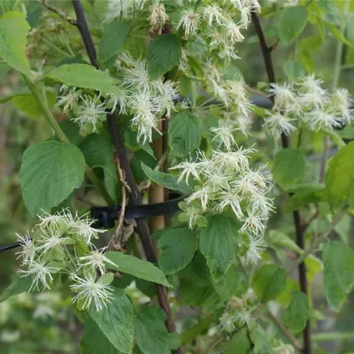 Produktbild von Neviusia alabamensis - Schneeflocke 30-40