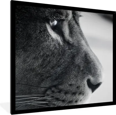 Produktbild von MuchoWow® Gerahmtes Poster Tierprofil Löwe in schwarz und weiß 40x40 cm - Poster mit Schwarzem Bilderrahmen Wandposter Rahmen Foto Bilder - Mit Rahmen - Wanddekoration Schlafzimmer