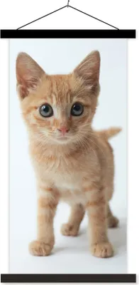 Produktbild von MuchoWow® Textilposter Katze - Rot - Kätzchen - Mädchen - Kinder - Jungen - Kind 40x80 cm mit schwarzem Rahmen - Wandemalerei