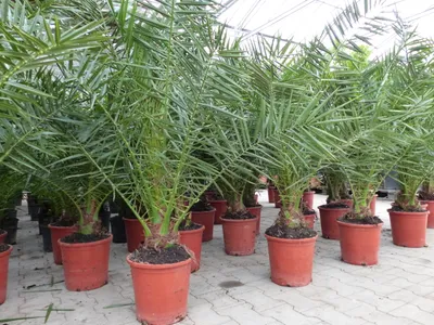 Produktbild von 4 Stück Palme 90-120 cm, Phoenix canariensis, kanarische Dattelpalme, kräftige Palmen, keine Jungpflanzen