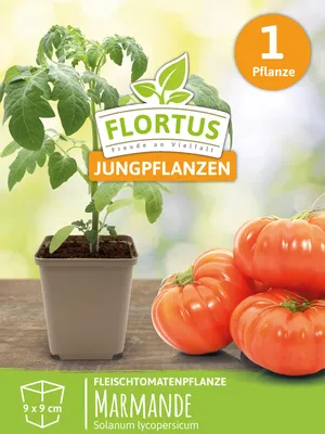 Produktbild von Fleischtomatenpflanze Marmande | Tomatenpflanzen von FLORTUS, Menge:1 Pflanze