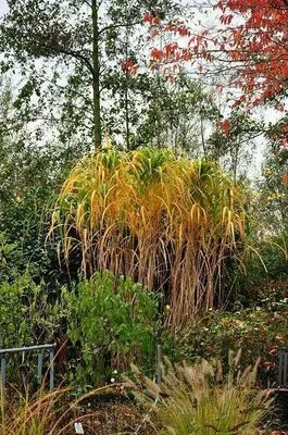 Obrázek produktu pro 6 x Miscanthus giganteus (florid./japon.) - Obří tráva - květináč 9 x 9 cm