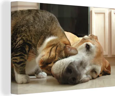 Produktbild von OneMillionCanvasses® - Leinwandbilder - 140x90 cm, Katze - Hund - Tiere, Wandbilder Kunstdruck Wanddekoration