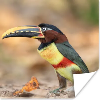 Produktbild von MuchoWow® Poster Vogel - Tukan - Federn - Natur 50x50 cm - Wohnzimmerdekoration