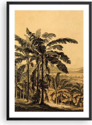 Produktbild von Gerahmtes Poster - Schwarzer Rahmen - Palmen Wald Regnerisch - 50x70 cm - Wand Bild - Wanddeko - Wandbilder - Kunstposter - Wandposter - Bilderrahmen - Bilder - Kunstdruck - P2BPA50x70-4983