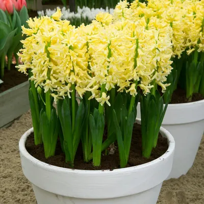 Productafbeelding van Hyacintenbollen, winterhard en meerjarig - Yellow Queen - 15 bollen - Geurende bloembollen - 3 kleuren - Planten uit Nederland - Geschikt voor tuin, pot of vaas (grote bollen, geen zaden)