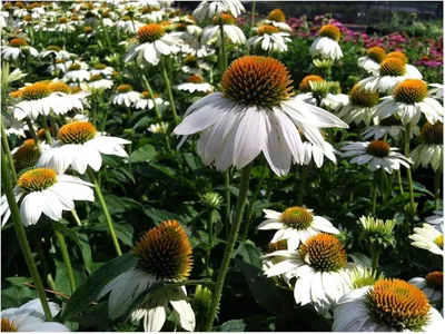 Produktbild von Stauden Gänge 1 x Echinacea purpurea 'PowWow White' - Weißer Purpursonnenhut - Leuchtende Eleganz für Bienen und Schmetterlinge