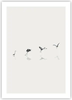 Produktbild von Poster - Poster ohne Rahmen - Flug Vogel Reiher - 50x70 cm - Wand Bild - Wanddeko - Wandbilder - Kunstposter - Wandposter - Bilder - Kunstdruck - Wanddekoration - Wandbild - P2XPA50x70-5096