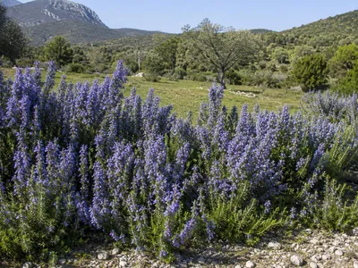 Produktbild von SaatPilot Salvia rosmarinus 200 Samen