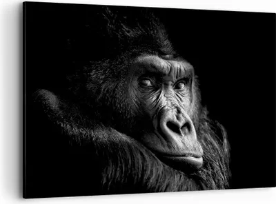 Produktbild von Bild auf Leinwand - Leinwandbild - Einteilig - Affe Gorilla Porträt - 120x80cm - Wand Bild - Wanddeko - Wandbilder - Leinwanddruck - Bilder - Wanddekoration - Leinwand bilder - AA120x80-5007