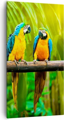 Produktbild von Bild auf Leinwand - Leinwandbild - Papageien Collorful Natur Vögel - 55x100cm - Wand Bild - Wanddeko - Leinwanddruck - Bilder - Kunstdruck - Leinwand bilder - Wandkunst - PA55x100-2696
