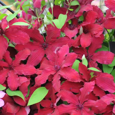 Obrázek produktu pro Clematis Kardynał Wyszyński 2L