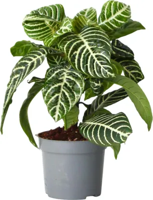 Zdjęcie produktu dla Afelandra stercząca - Aphelandra squarrosa 'Botanica' - W25-45cm - ⌀13cm