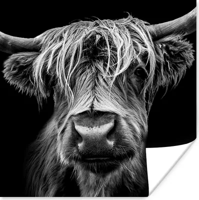 Produktbild von MuchoWow® Poster Schottischer Highlander - Hörner - Schwarz - Weiß - Kuh - Wild - Tiere 75x75 cm - Wand Dekoration