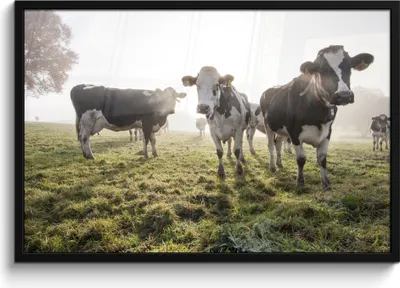 Produktbild von MuchoWow® MuchoWow® Gerahmtes Poster Kühe - Licht - Gras - Tiere 90x60 cm - Poster mit zchwarzem Bilderrahmen - Fotorahmen - Foto-Plakat