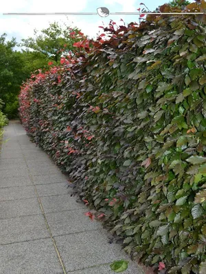 Produktbild von Blutbuche Fagus sylvatica Atropunicea 100-125 cm Wurzelnackt, 350x Heckenpflanze