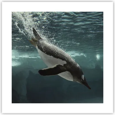 Produktbild von Poster - Poster ohne Rahmen - Tauchen Pinguin Gletscher - 40x40 cm - Wand Bild - Wanddeko - Wandbilder - Kunstposter - Wandposter - Bilder - Kunstdruck - Wanddekoration - Wandbild - P2XAC40x40-4189